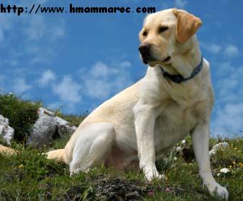 انواع الكلاب واسعارها الكلاب اسعار الكلاب اسعار الكلاب 828.jpg