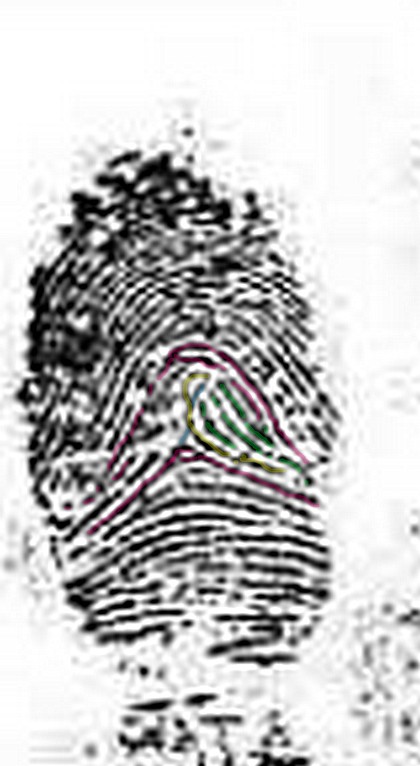 Fingerprint Ridge Count