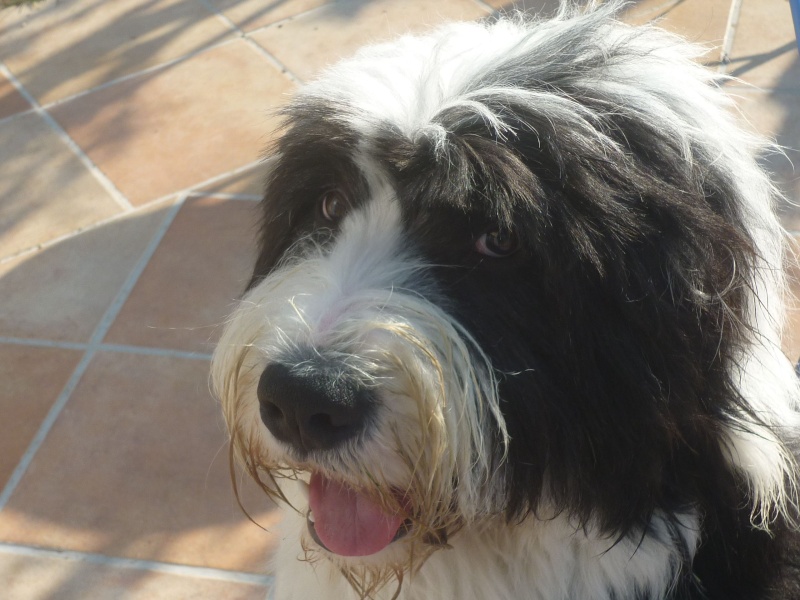 Couper les poils d'un bobtail ? - Page 3 Couper les poils d'un bobtail ? - Page 3