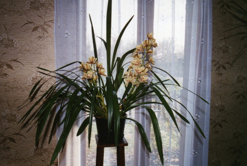orchid11.jpg