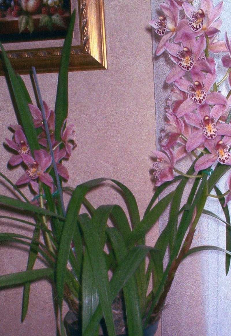 orchid15.jpg