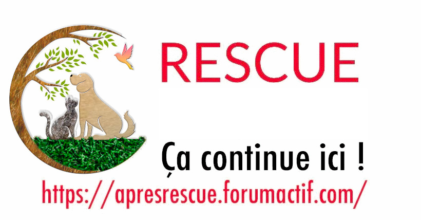 rescue10.jpg